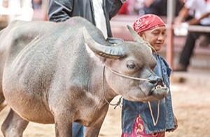 บ้านอนุรักษ์ควายไทย ต.วังน้ำซับ อ.ศรีประจันต์ จ.สุพรรณบุรี 